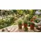 Children's Herbal Head-Start: Introducing Kids to the Healing Power of Plants